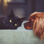 dog-2606759_1280